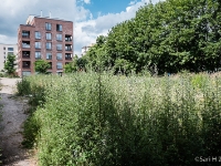 Death strip  This is the area that was located between the two walls. It's still partially unbuilt, like here. Bernauer Strasse is on the right. : 2016, Berliini, Berlin, Fujifilm, Germany, Saksa, digital image, historia, history, kaupunki, kesäloma, matka, summer holiday, town, travel