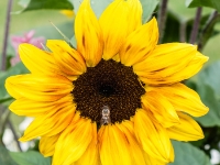 Sunflower  Bright flower : 2016, Fujifilm, Potsdam, digital image, historia, history, kaupunki, kesäloma, matka, summer holiday, town, travel