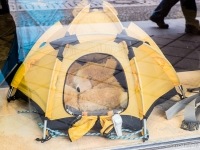 Tent for a teddy bear  Really good invention! A tent for camping teddy bear is a must for everyone taking their bear along on a hike. : 2016, Fujifilm, Potsdam, digital image, historia, history, kaupunki, kesäloma, matka, summer holiday, town, travel