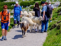 Baaa!  Sheeps mingling with tourists : 2016, AUT, Austria, Fujifilm, Itävalta, Krippenstein, LG G3, Oberösterreich, UNESCO, Winkl, digital image, kesäloma, luonto, maisema, matka, mountains, nature, phone image, scenery, summer holiday, traffic, vuoristo