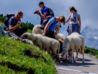 Baaa!  Sheeps mingling with tourists : 2016, AUT, Austria, Fujifilm, Itävalta, Krippenstein, LG G3, Oberösterreich, UNESCO, Winkl, digital image, kesäloma, luonto, maisema, matka, mountains, nature, phone image, scenery, summer holiday, traffic, vuoristo