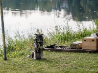 Dog  Medieval dog tied to a pole : 2016, Fujifilm XT-1, Hämeenlinna, Medieval fair, esitys, historia, history, keskiaikamarkkinat, markkina, medieval, show, tapahtuma, viikinki