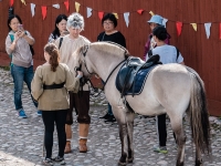 Fjord horse  Fjord horse on a walk. : 2016, Fujifilm XT-1, Hämeenlinna, Medieval fair, esitys, historia, history, keskiaikamarkkinat, markkina, medieval, show, tapahtuma, viikinki