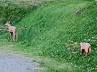 Who killed Bambi?  Poor bambi all punctured with arrows. : 2016, Fujifilm XT-1, Hämeenlinna, Medieval fair, esitys, historia, history, keskiaikamarkkinat, markkina, medieval, show, tapahtuma, viikinki