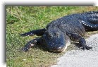 everglades01 * Alligator next to the path * 1200 x 799 * (431KB)