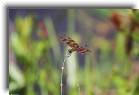 everglades02 * Halloween pennant * 1200 x 799 * (161KB)