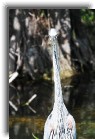 everglades05 * Great blue heron * 799 x 1200 * (219KB)