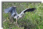 everglades08 * Great blue heron * 1200 x 799 * (516KB)