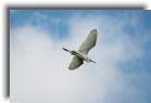 everglades10 * Great white heron * 1200 x 799 * (133KB)