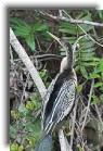 everglades13 * American Anhinga * 799 x 1200 * (351KB)