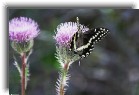 everglades14 * Palamedes swallowtail * 1200 x 799 * (214KB)