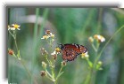 everglades15 * Monarch butterfly * 1200 x 799 * (230KB)