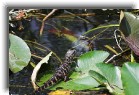 everglades21 * Little gator crossing the river * 1200 x 799 * (321KB)