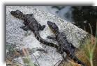 everglades24 * Cute little gators on a rock * 1200 x 799 * (401KB)