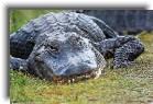 everglades26 * Happy smiling fellow * 1200 x 799 * (380KB)