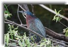 everglades27 * Green heron * 1200 x 799 * (293KB)