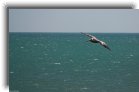 keywest03 * A pelican using the wind * 1200 x 773 * (173KB)