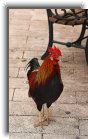 keywest16 * A rooster in Mallory Square * 734 x 1200 * (325KB)