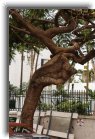 keywest19 * Weird-looking tree * 799 x 1200 * (444KB)