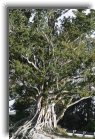 weston21 * A rubber tree * 799 x 1200 * (599KB)