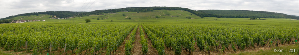 viininviljelma.jpg - A wineyard close to Morey-Saint-Denis in France