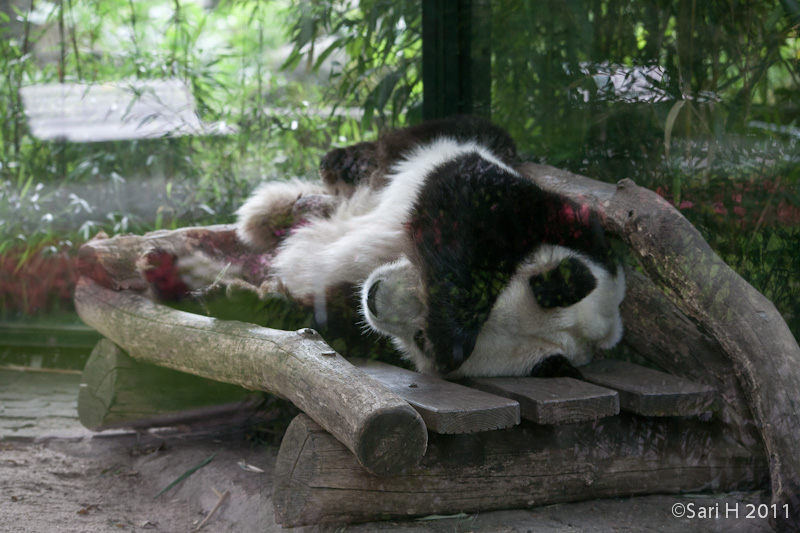 berlin-43.jpg - Berlin zoo, sleepy panda