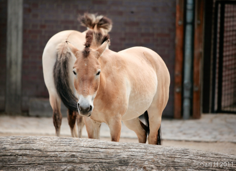 berlin-45.jpg - Berlin zoo, wild horses