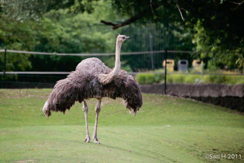 berlin-46.jpg - Berlin zoo, ostrich