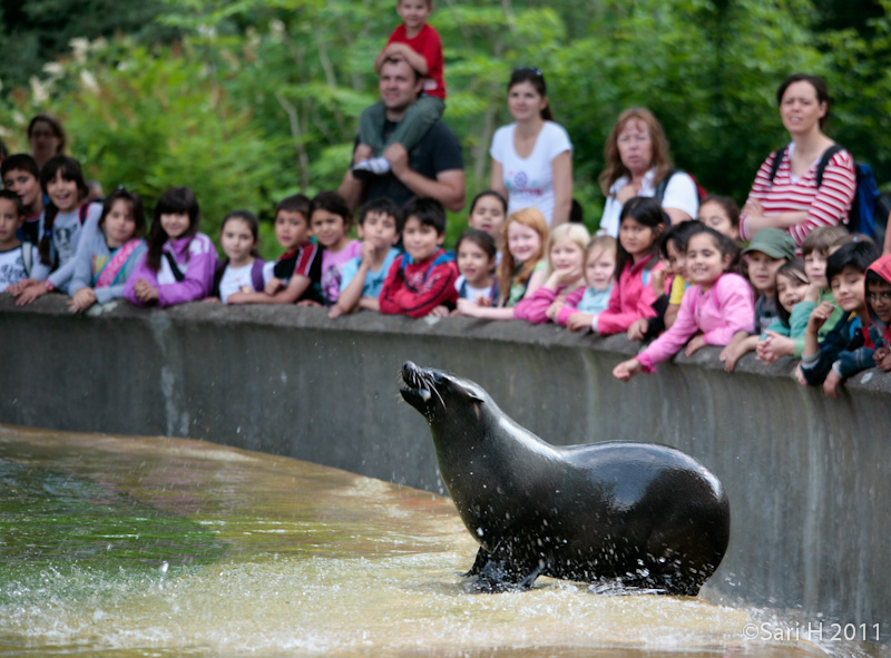 berlin-48.jpg - Berlin zoo, a seal