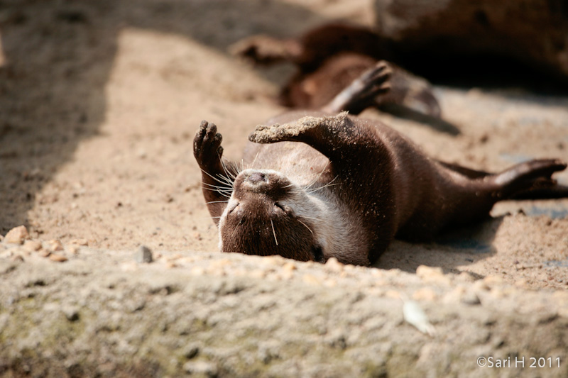 berlin-50.jpg - Berlin zoo