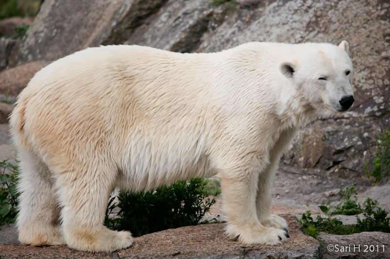 berlin-52.jpg - Berlin zoo, a winking polar bear