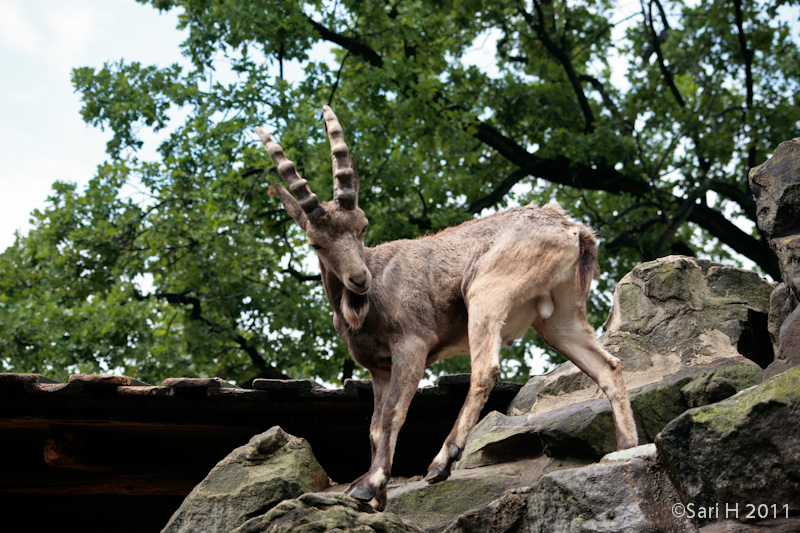 berlin-54.jpg - Berlin zoo