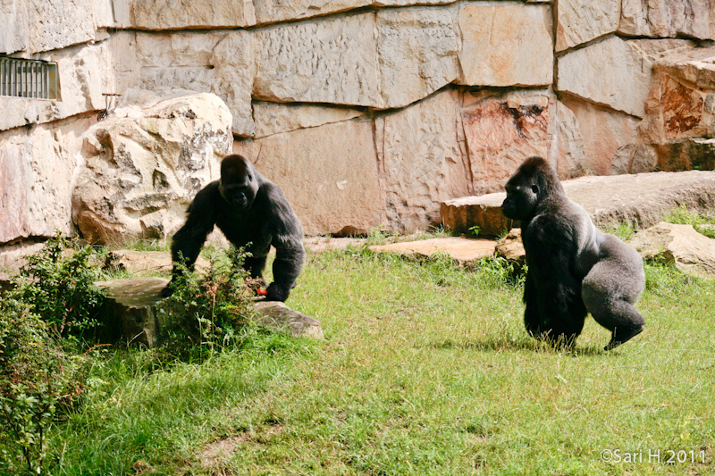 berlin-56.jpg - Berlin zoo, gorillas