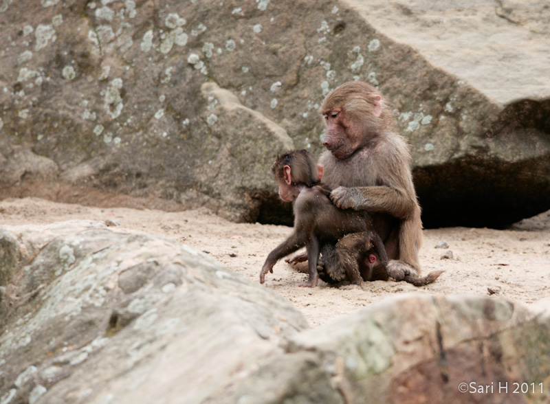 berlin-58.jpg - Berlin zoo, motherly love