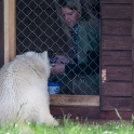 Siku, the hand-fed polar bear cub