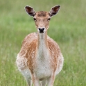 Posing Bambi