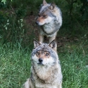 The second expression of wolves