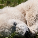 Siku, the hand-fed polar bear cub