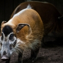 The red river hog is the most strikingly coloured of all wild pigs. Despite being, on average, the smallest African pig, this species possesses a stocky body with powerful shoulders, and a large, wedge shaped head, enabling it to quickly root up tough vegetation. The ears are long and pointed, with prominent tufts, while the head is distinctively marked with white ‘spectacles’ around the eyes, and bears long, white whiskers. A conspicuous white mane also runs down the midline of the back.