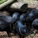 The collared peccary (Pecari tajacu) is a species of mammal in the family Tayassuidae that is found in North, Central, and South America. Although somewhat related to the pigs and frequently referred to as one, this species and the other peccaries are no longer classified in the pig family.