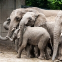 Elephants forming a line, except one