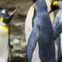 Emperor Penguin posing