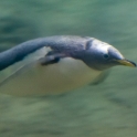 Penguin swimming over us