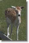 elainpuisto_04 * Bambi look * 799 x 1200 * (199KB)