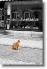 030705_06 * A cat in Ribe * 799 x 1200 * (322KB)