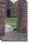 030705_12 * A tired cat in Sct Catharin kirke gate * 799 x 1200 * (364KB)