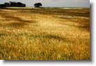 080705_25 * A bit artistic view of the fields in Fynske Alper * 1200 x 799 * (344KB)