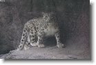 050705_07 * Rostock zoo snow leopard * 1200 x 799 * (253KB)