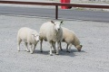 Sheeps in Stryn summer ski center
