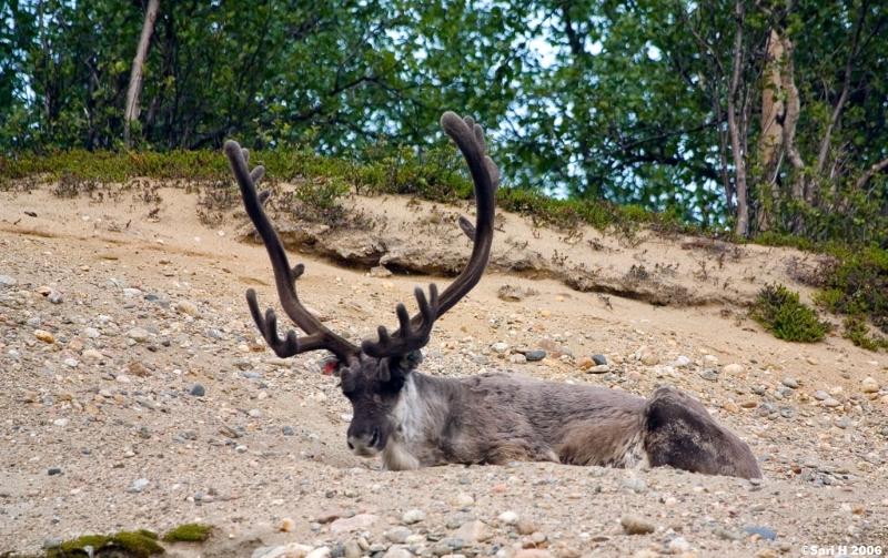 2006_07_08_36.jpg - A reindeer resting in a sandhole in Karigasniemi